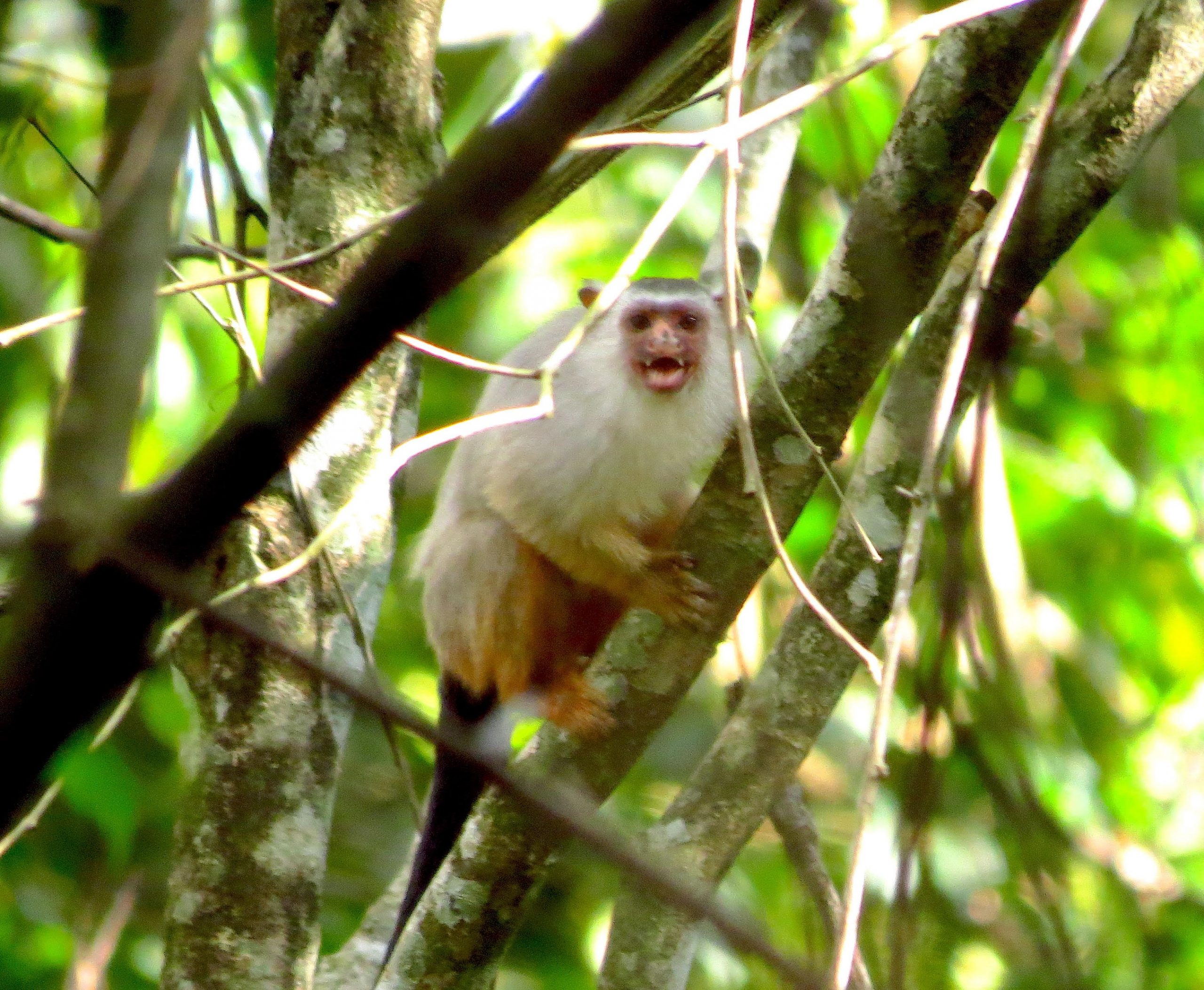 Sagui-de-Schneider em seu habitat na Amazônia: descoberta por programa desenvolvido como parte do licenciamento ambiental de hidrelétrica da Neoenergia (Foto: Ivan Batista)