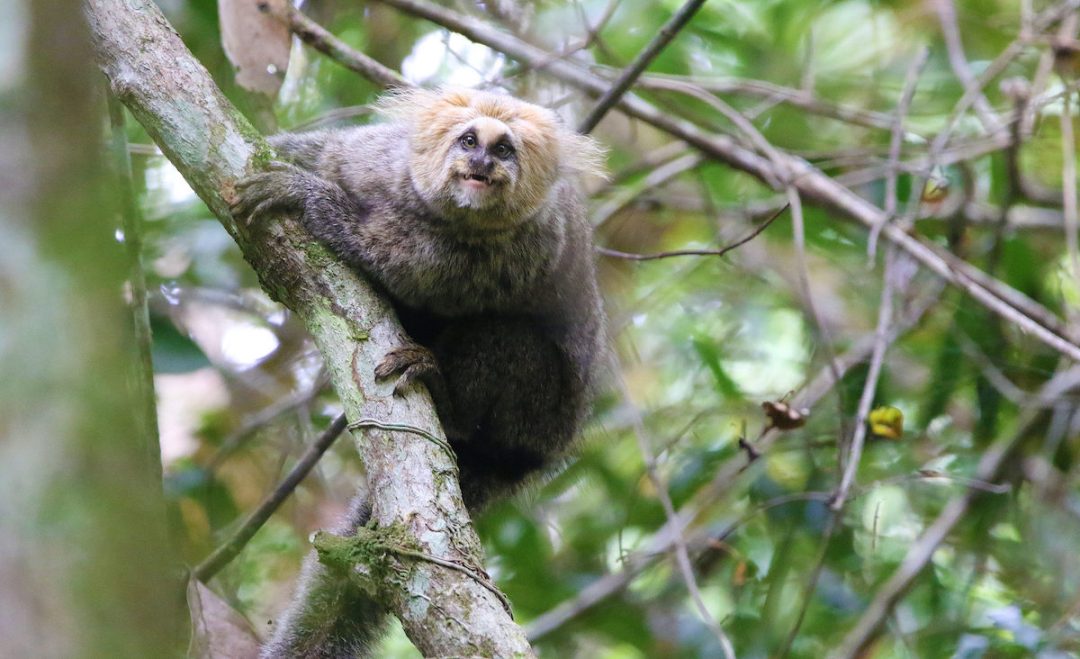 Sagui-da-serra em área de Mata Atlântica em Minas Gerais: misturas com outras espécies (Foto: Sarisha Trindade / UFV)