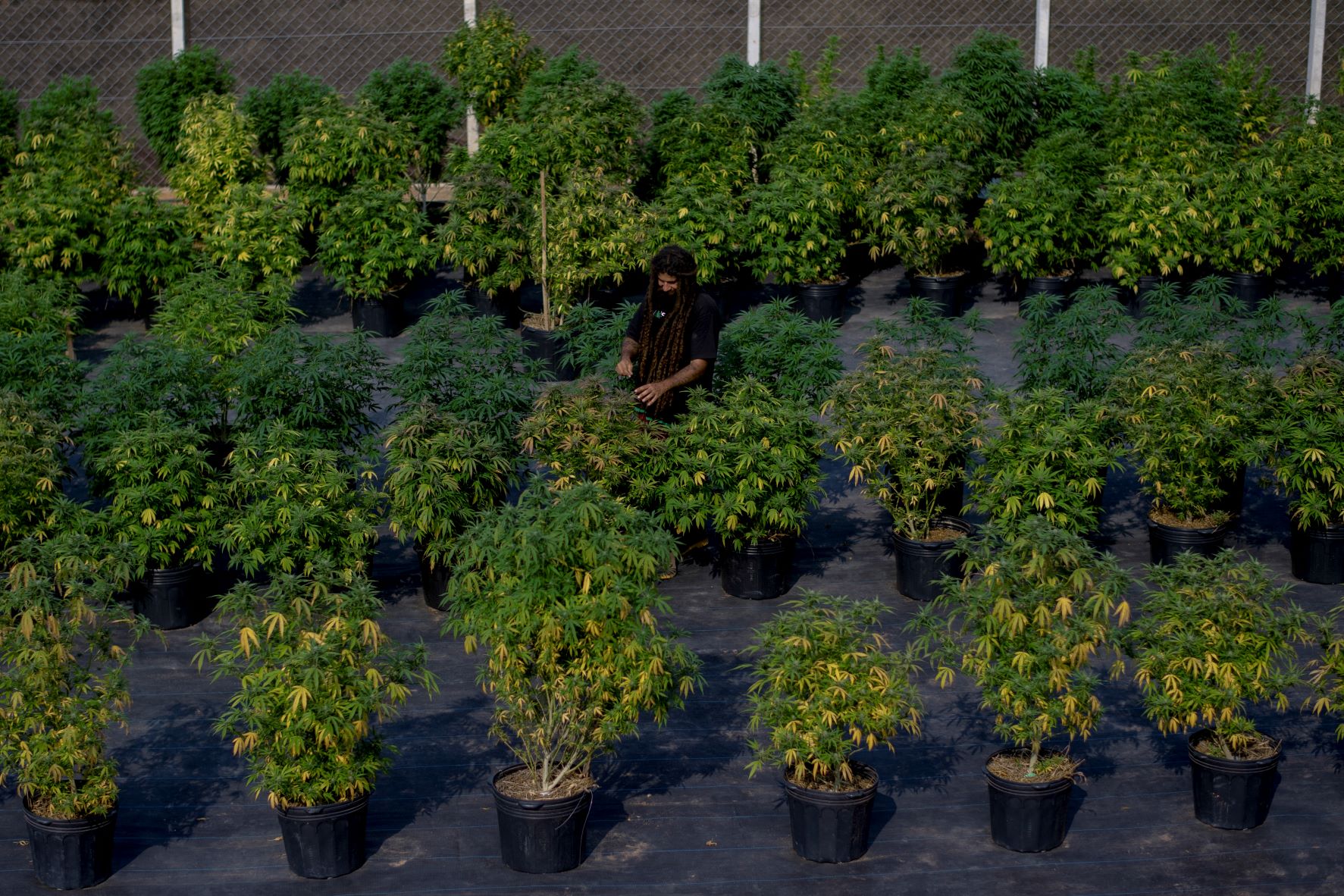Solo mais fértil com cannabis