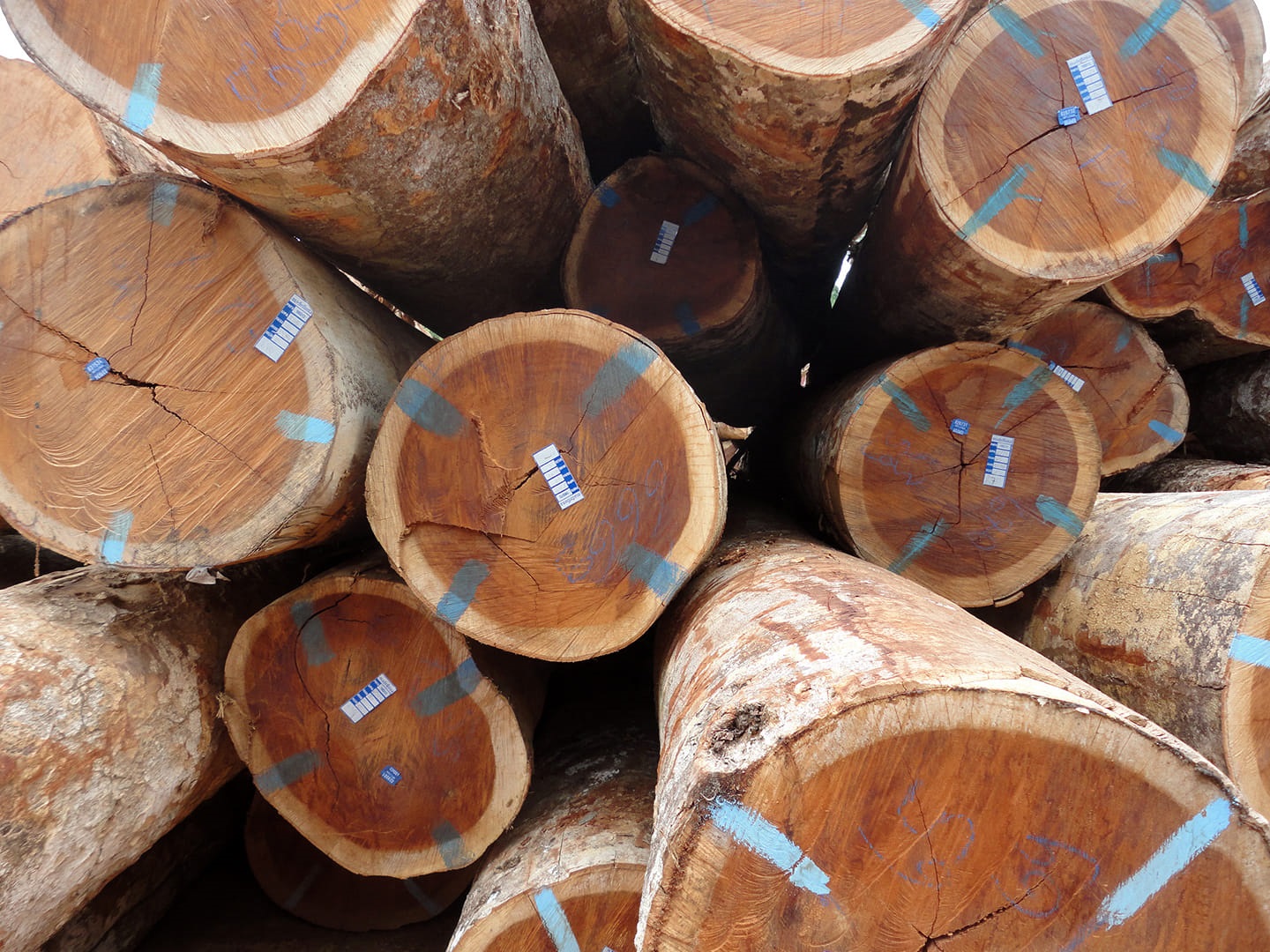 Amazônia pode ser diferencial na reconstrução da agenda socioambiental brasileira