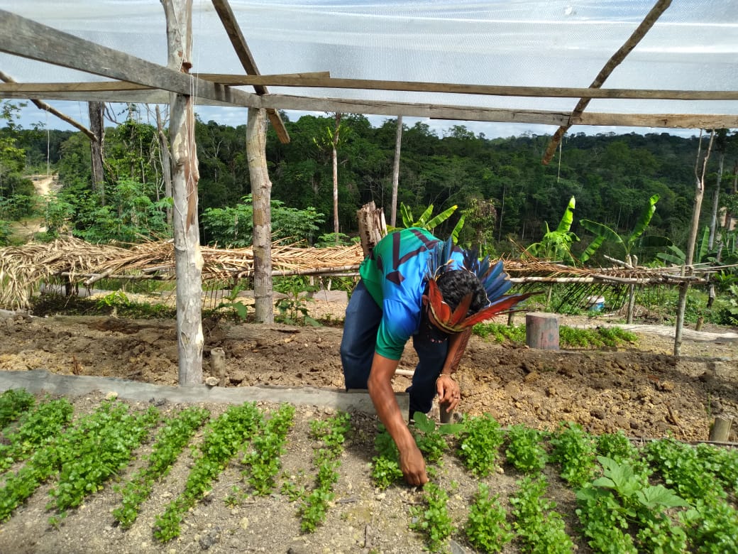 Agricultura indígena sob ameaça: desmatamento e aquecimento causam redução do nível dos rios (Foto: FEI Amazonas/Divulgação)