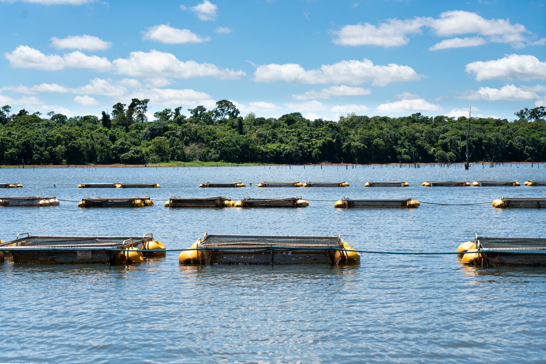 Tanques-redes no reservatório de Itaipu