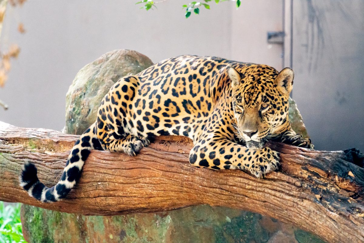 Valente, a onça-pintada do Refúgio Biológico Boa Vista