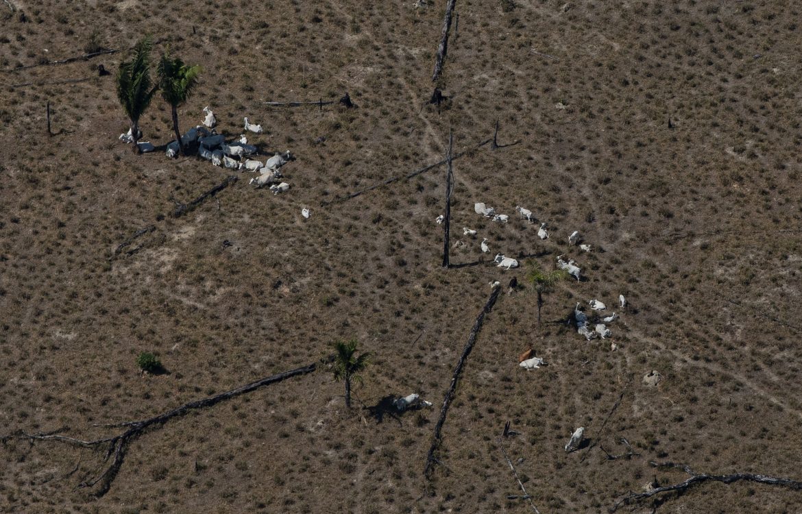 Gado em área desmatada perto de Porto Velho, Rondônia: desmatamento e pecuária fazem municípios da Amazônia encabeçarem lista de maiores emissores de gases de efeito estufa (Foto: Bruno Kelly / Amazônia Real - 10/08/2020)