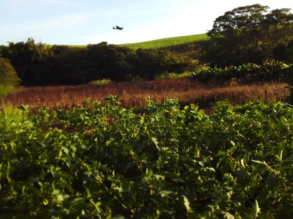 Avião pulveriza agrotóxico próximo aos cultivos orgânicos dos quilombolas. Foto Vilma Almeida
