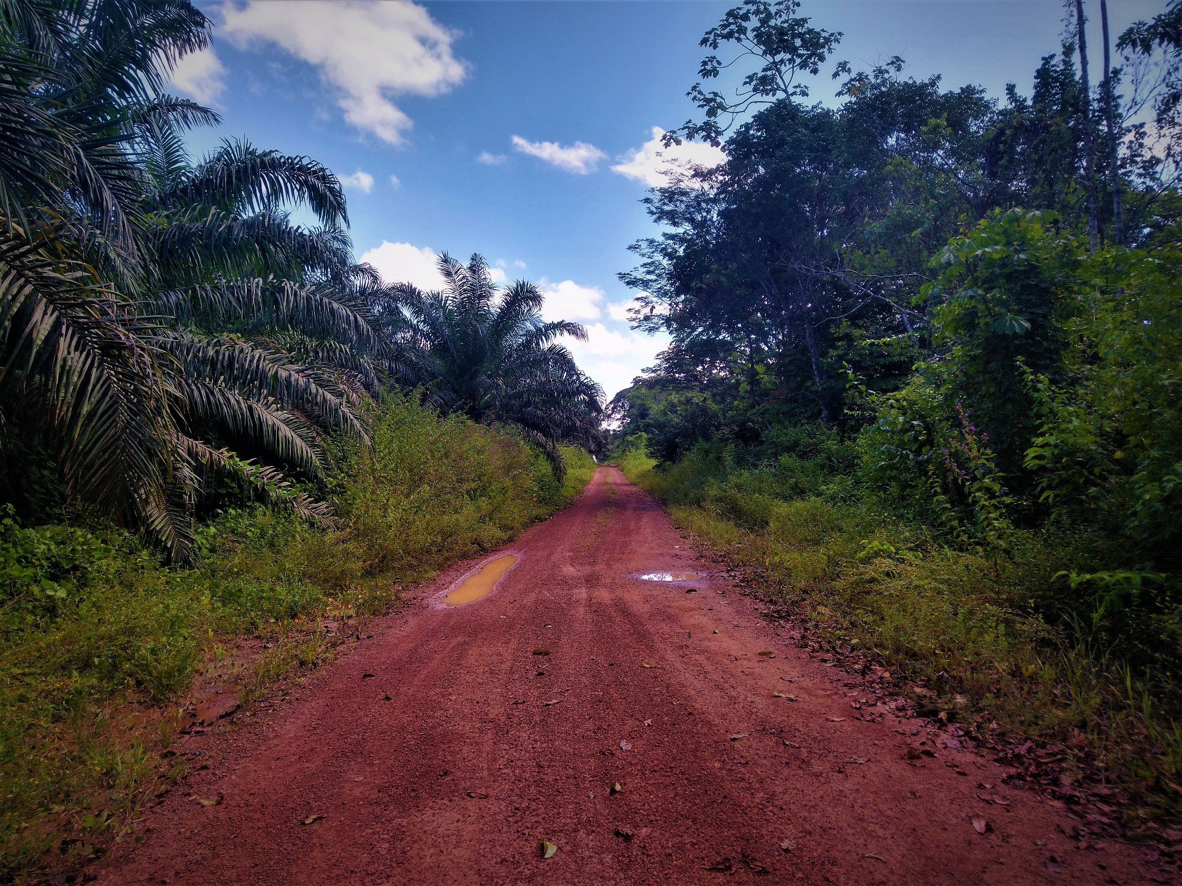 À esquerda, monocultivo de dendê; à direita, área quilombola em Concórdia do Pará (PA). Foto Daniel Giovanaz