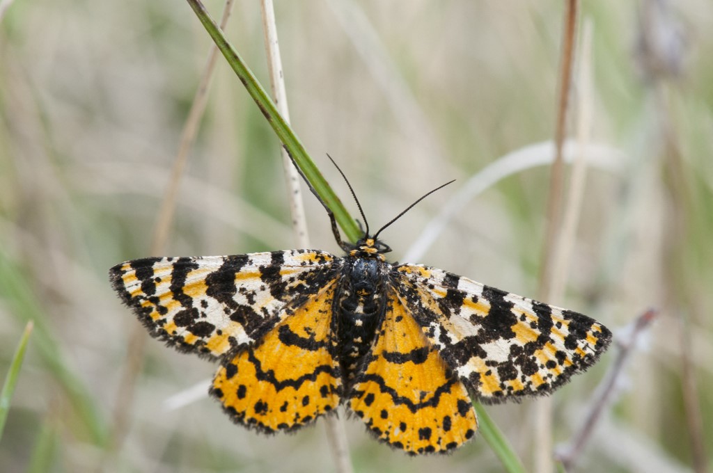 Borboleta traça coroada (Eurranthis plummistaria), típica da Europa, vista em Ardeche, França: insetos responsáveis por espalhar biodiversidade estão em queda (Foto: Stephane Vitzthum / Biosphoto / AFP -14/01/2022)