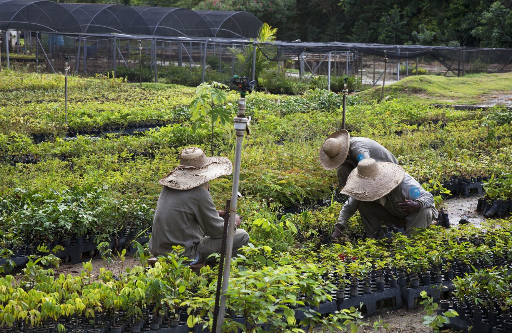 Viveiro de mudas do Instituto Terra: um milhão de plantas nativas de mais de 100 espécies diferentes por ano (Foto: Lélia Wanick Salgado)