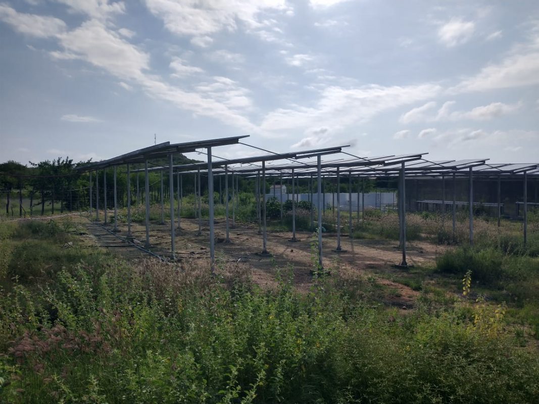 Miniparque solar agrofotovoltaico da Aldeia indígena Pankará em Itacuruba (PE) com placas elevadas , que permite o cultivo de alimentos no solo - Foto_ Arquivo Pessoal Lucélia Pankará