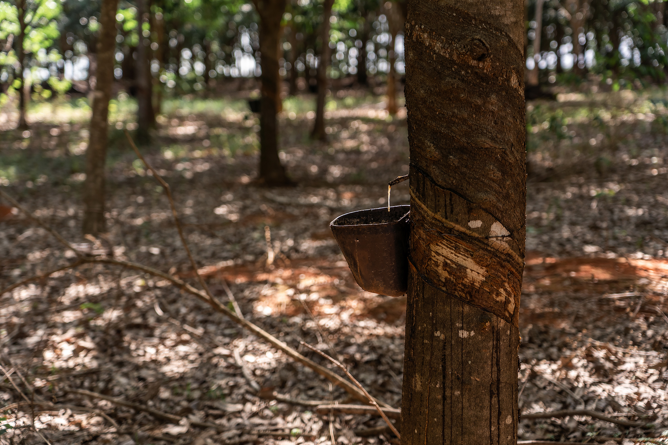 Látex líquido escorre de linhas diagonais cortadas no tronco de uma seringueira na propriedade dos Pertile. Técnica difundida entre comunidades extrativistas inspirou agricultores familiares. Foto Flávia Milhorance/Diálogo Chino