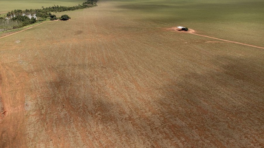 Campo de soja em Querência onde a maior parte da terra foi desmatada. Ali, a floresta amazônica virou um polo agroexportador. Foto Flávia Milhorance/Diálogo Chino