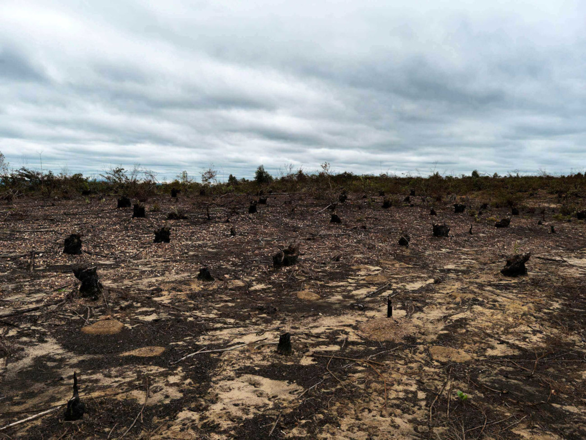 Dia Nacional da Caatinga: desmatamento cresceu 70% em apenas um ano