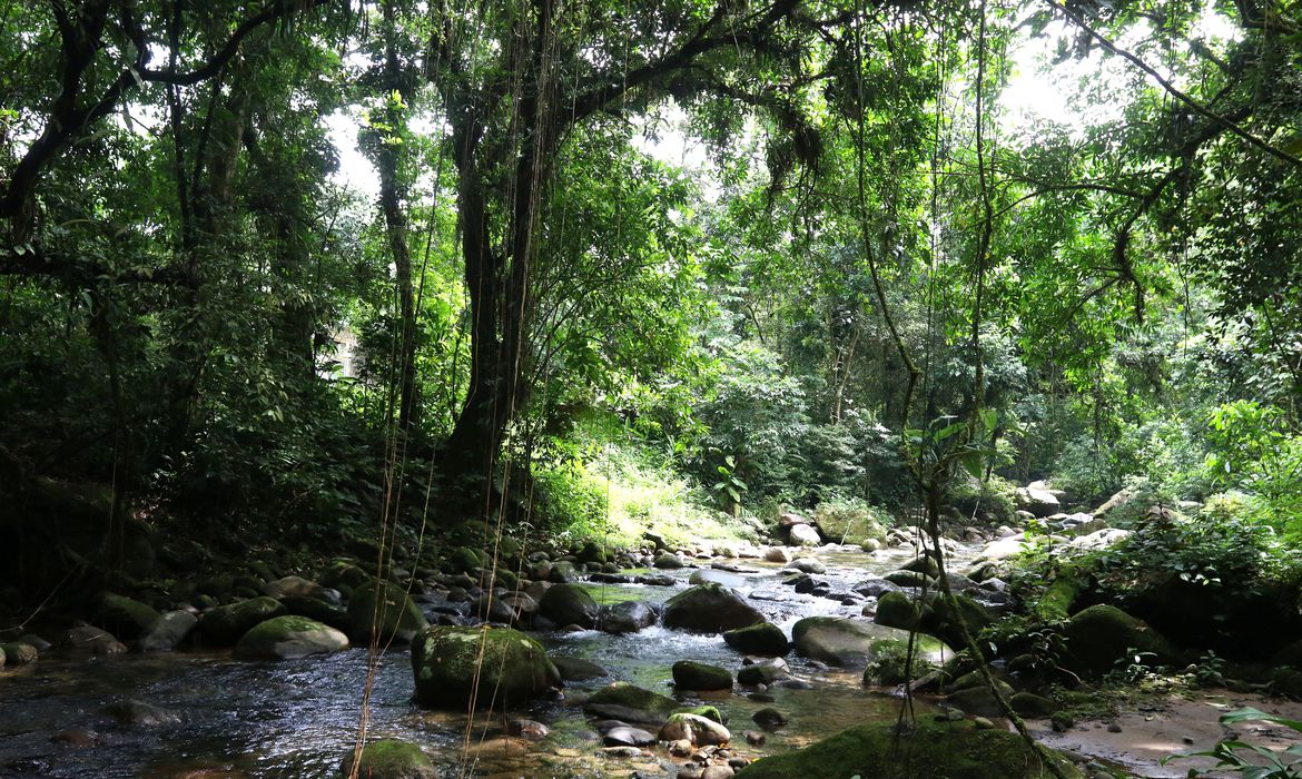 Área de Mata Atlântica no Rio de Janeiro: edital vai destinar R$ 1,8 milhões a projetos ambientais de base comunitária no bioma (Foto: Tânia Rego / Agência Brasil)
