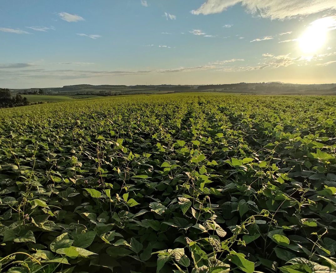 Plantação de feijão da Fazenda Santo Antônio: microrganismos da rede alimentar do solo para recuperar de forma rápida a terra para cultivo (Foto: Arquivo Pessoal)