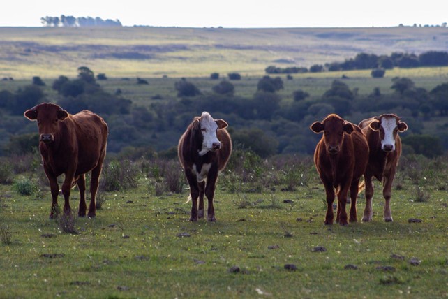 Gado criado em Tambores, norte do Uruguai. Bioma predominante do país, Pampa não é coberto por nova legislação europeia antidesmatamento. Imagem: Ramiro Barreiro / Diálogo Chino