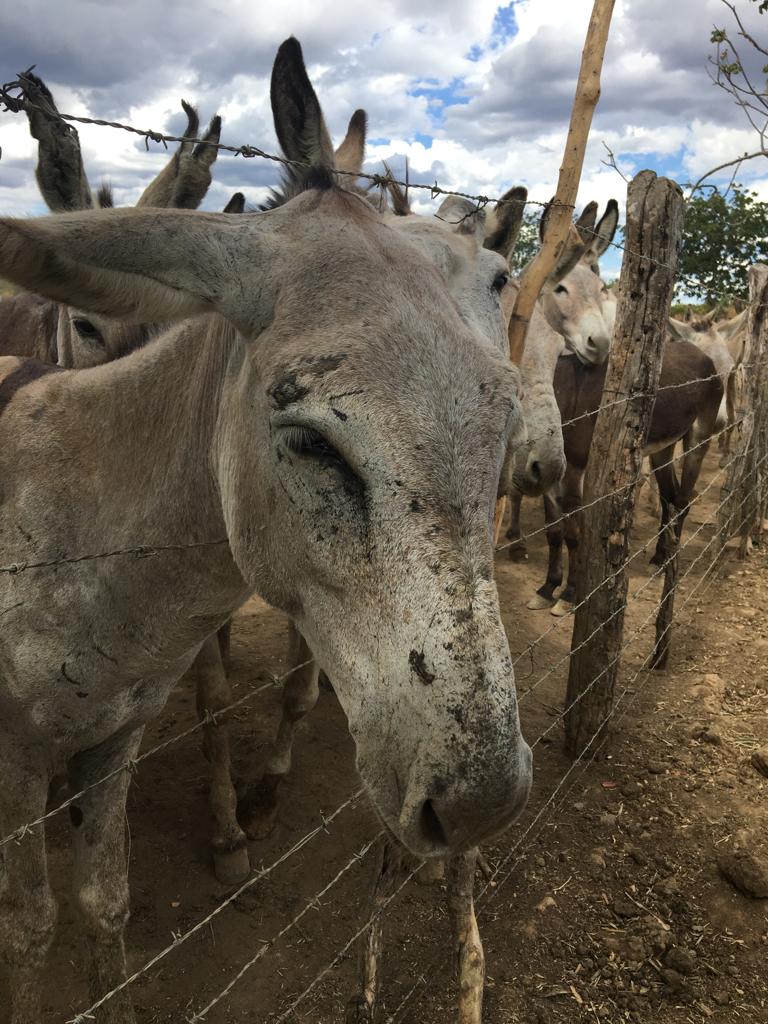 Muitos dos locais de confinamento dos jumentos não respeitam as condições sanitárias, o que favorece a proliferação de zoonoses como o Morno, que tem 95% de letalidade (Foto: Patrícia Tatemoto)