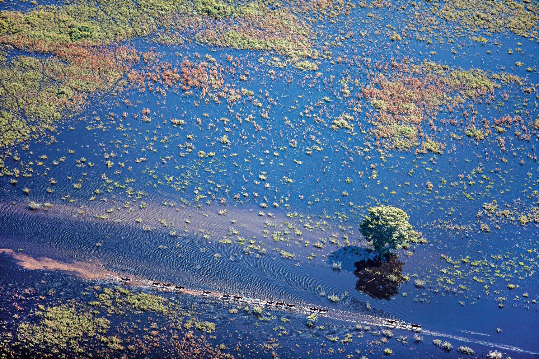 Manada de cavalos pantaneiros atravessando área alagada: assoreamento dos rios muda ciclo de alagamentos no Pantanal (Foto: Mário Friedlander / Divulgação)