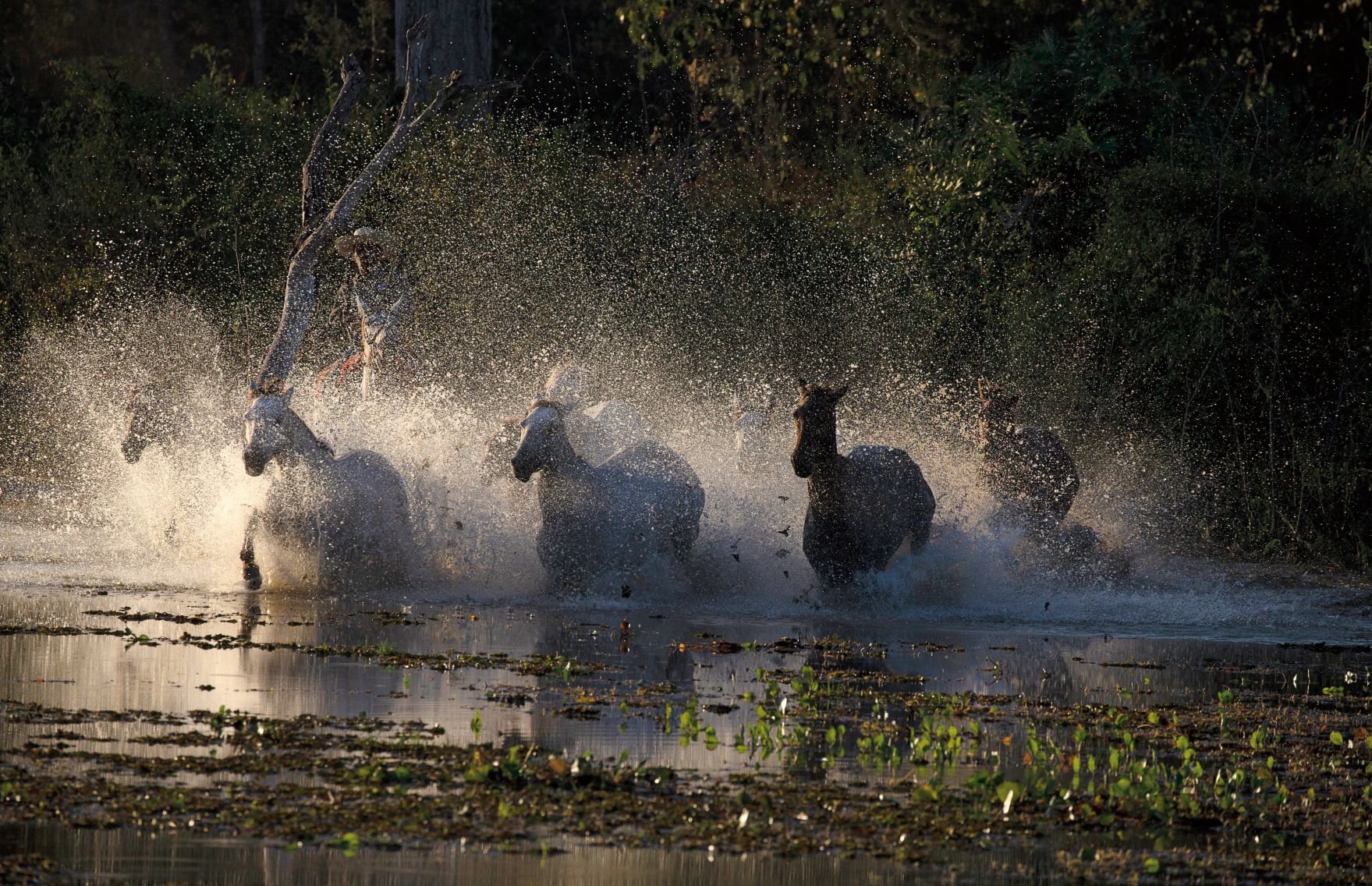 Cavalos pantaneiros atravessam área alagada: trazidos pelos europeus, cavalos foram incorporados pelos indígenas da região que eram canoeiros, pescadores e coletores (Foto: Mario Friedlander / Divulgação)