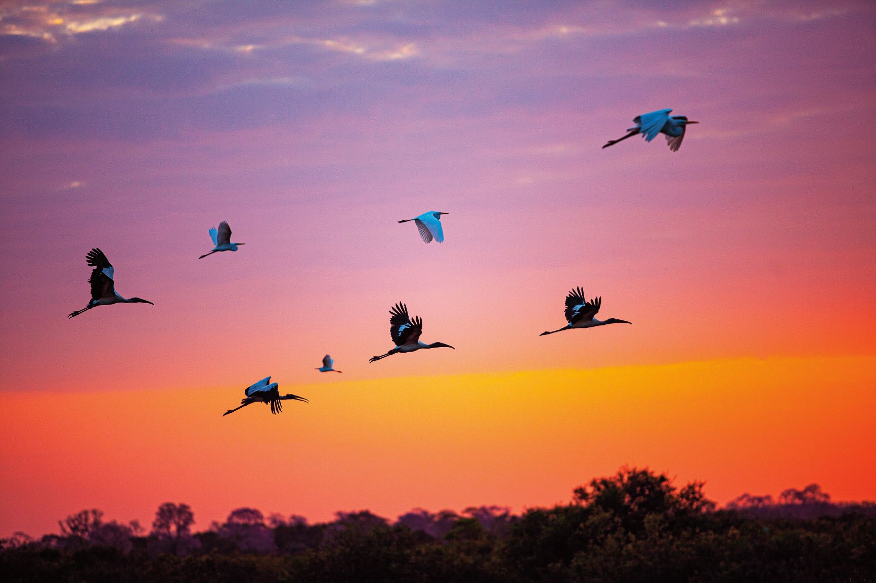 Amanhecer no Pantanal com revoada de cabeças-secas: ação humana vem impactando habitat de animais e plantas no bioma (Foto: Mário Friedlander / Divulgação)