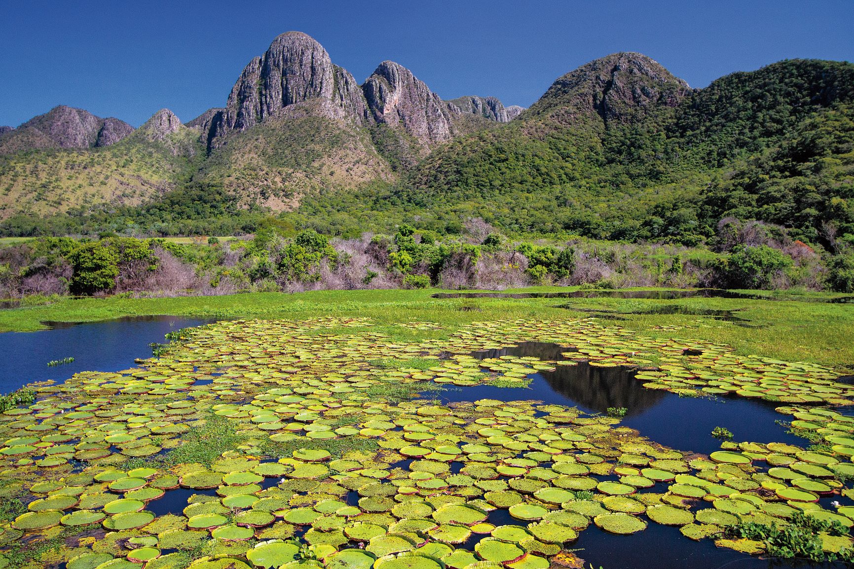 Vitória-régia, planta amazônica, aos pés da serra do Amolar, no Pantanal: bioma múltiplo e diverso reúne vegetação da Amazônia, do Cerrado e da Mata Atlântica (Foto: Mike Bueno / Divulgação)
