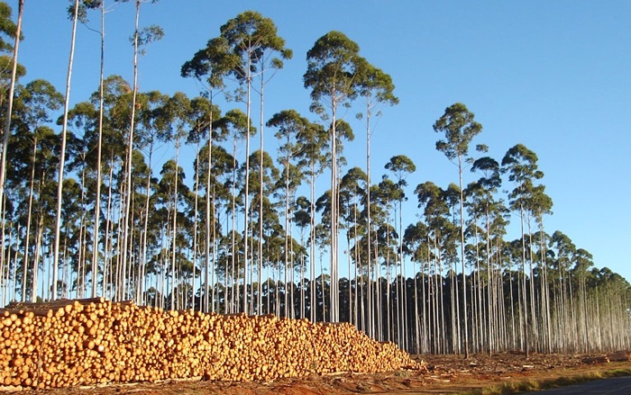A silvicultura e a pecuária ocupam 48,4% do Pampa ou 50,1 milhares de hectares, superando a área de vegetação nativa, que é de 47,4%. Foto Helton Damin da Silva/Embrapa