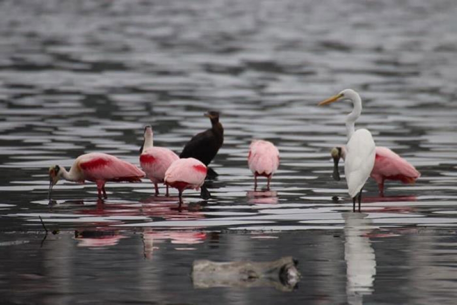 Coelheiros, biguá e garça na Lagoa: recuperação da fauna e da flora (Foto: Mário Moscatelli)