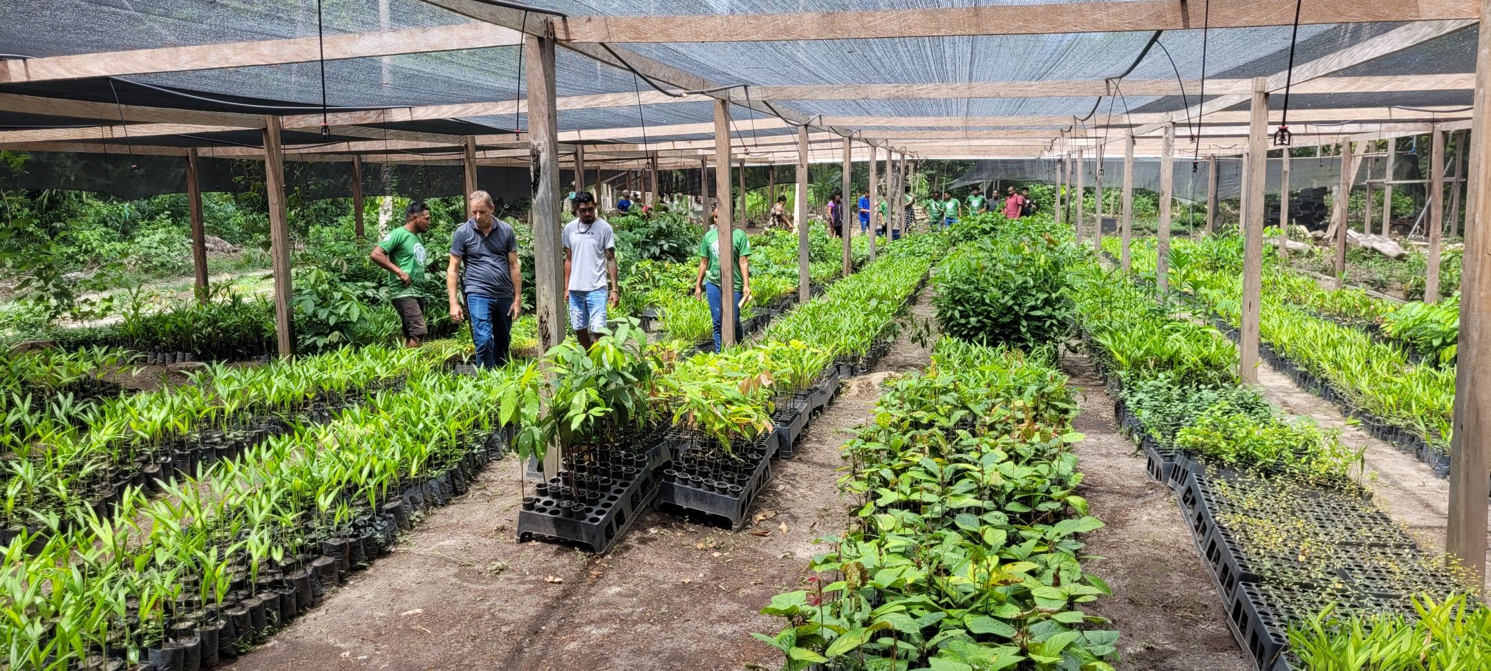 Viveiro de mudas de espécies nativas criado na cooperativa Manejaí, comunidade de Santo Ezequiel Moreno, Marajó: regeneração da floresta para enfrentar impactos da açaização (Foto: Embrapa)
