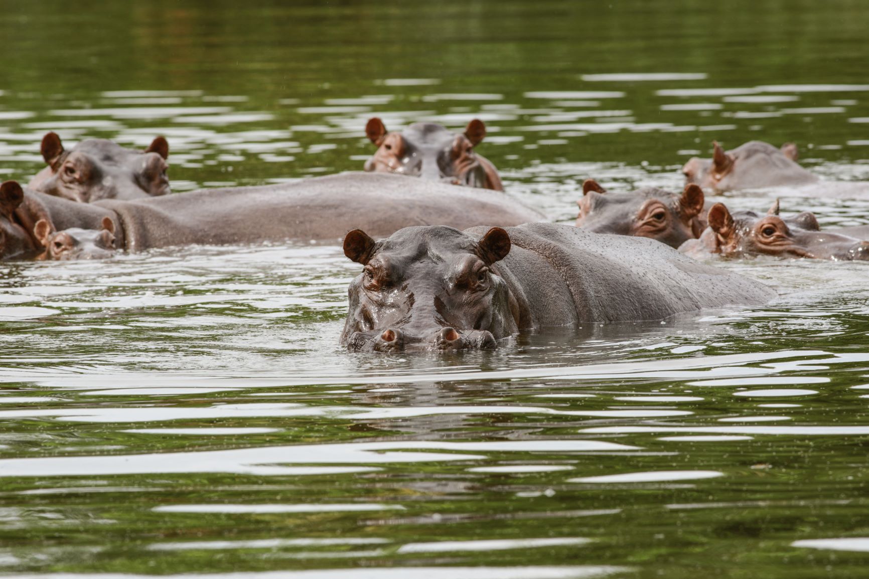 Hipopótamos nadam perto do Rio Magdalena, na Colômbia: descendentes de animais trazidos para o país pelo traficante Pablo Escobar já são mais de 130 e viraram problema ambiental (Foto: Juancho Torres / Anadolu Agency / AFP - 29/03/2022)