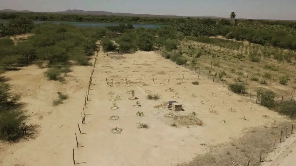 Área de plantio de espécies nativas próximo ao Rio São Francisco 30 hectares de áreas degradadas da Caatinga recuperados por comunidade quilombola (Foto: Ong Chapada / Divulgação)
