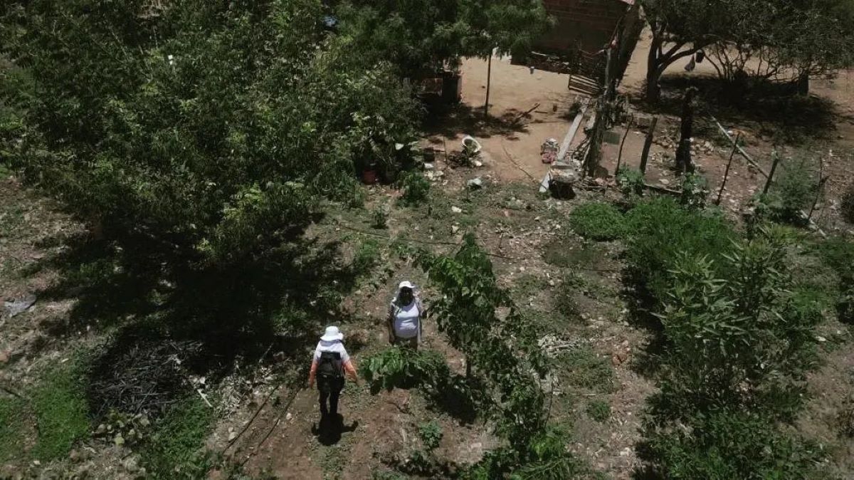 Bosques ecológicos, construídos nos quintais das casas, são espaços de preservação mantidos pela própria comunidade