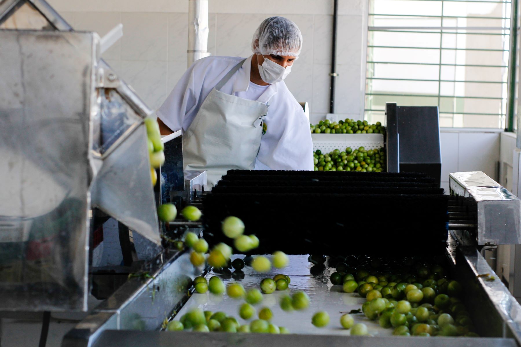 Umbu processado na pequena fábrica da Coopersuc: renda para pequenos agricultores da Caatinga (Foto: Priscila Souza)