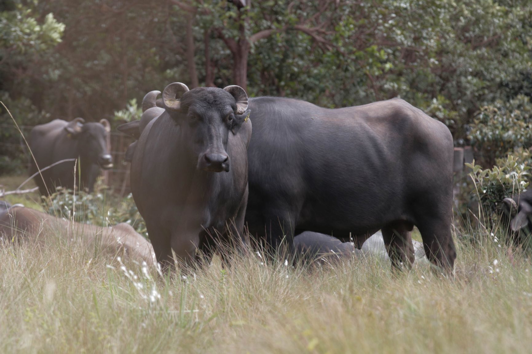 Búfalos dentro do território quilombola em ação de fazendeiro para ocupar terras ilegalmente: processos na Justiça para a reintegração de posse (Foto: Élcio Miranda / Associação Quilombola Kalunga)