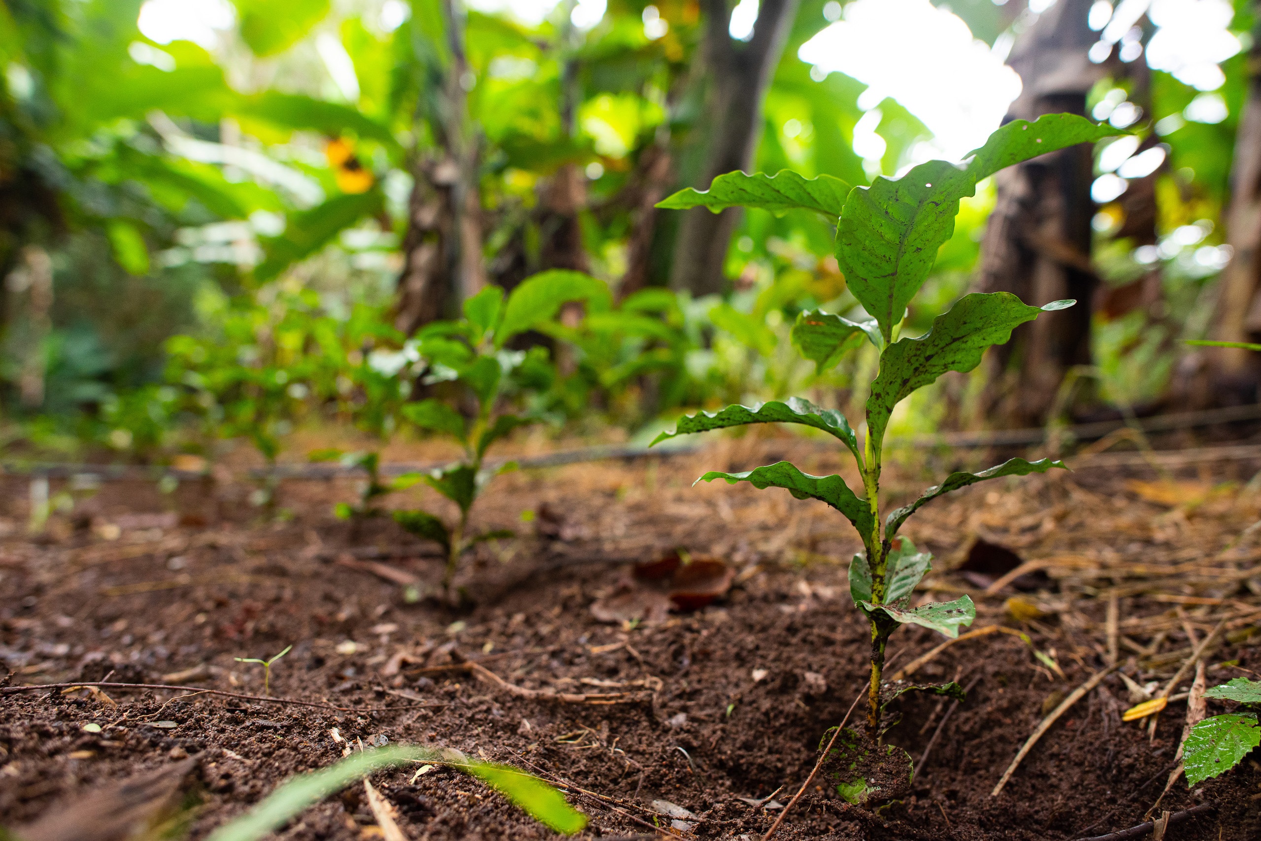 Mudas de café crescem entre bananeiras em agrofloresta perto de Nazaré Paulista, São Paulo. Foto Lucas Ninno/Diálogo Chino