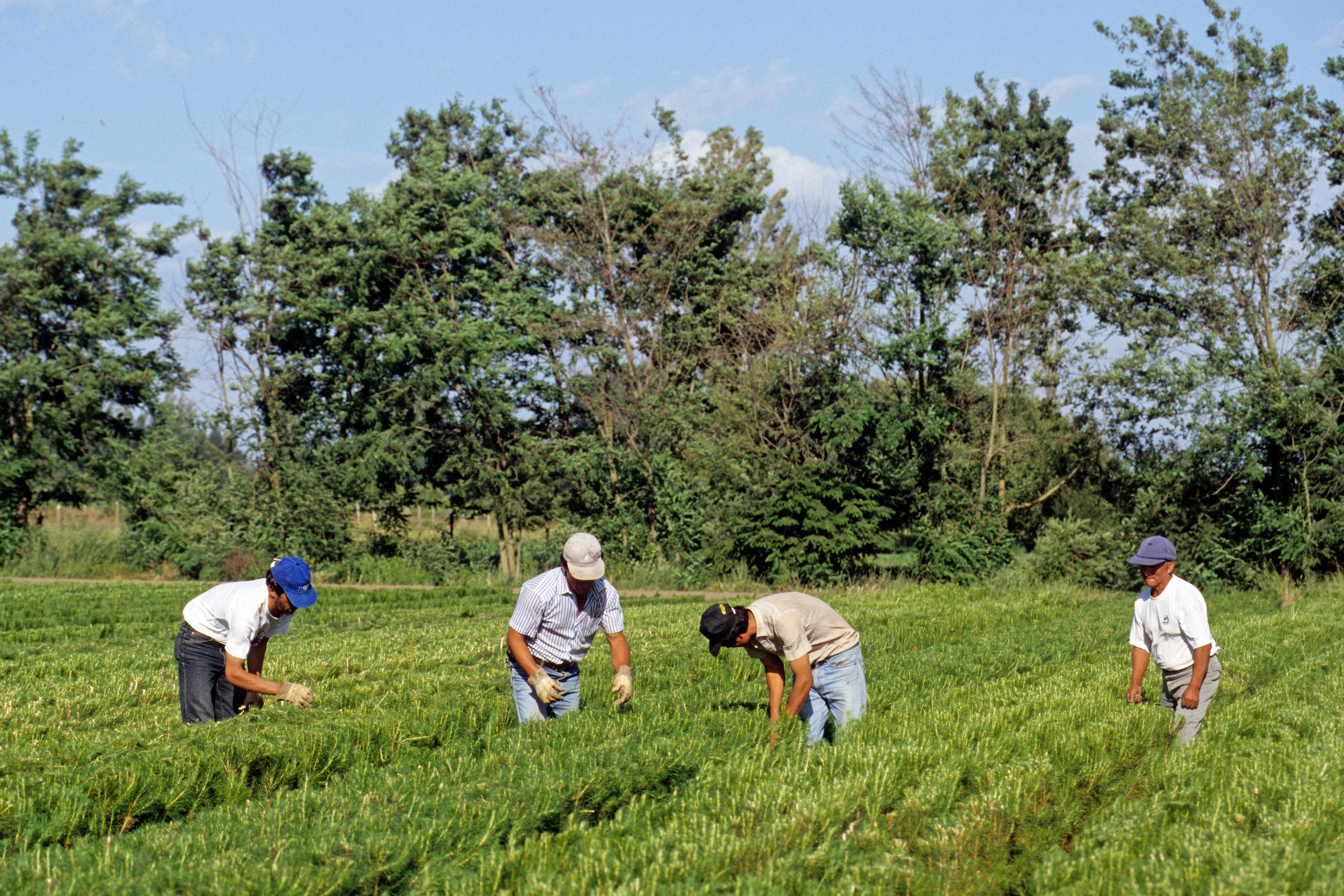Trabalhadores cultivam pinheiros em Los Angeles, província de Biobío, região centro-sul do Chile. O pinheiro é a espécie mais plantada no país. Foto Jean-Pierre Degas / Alamy
