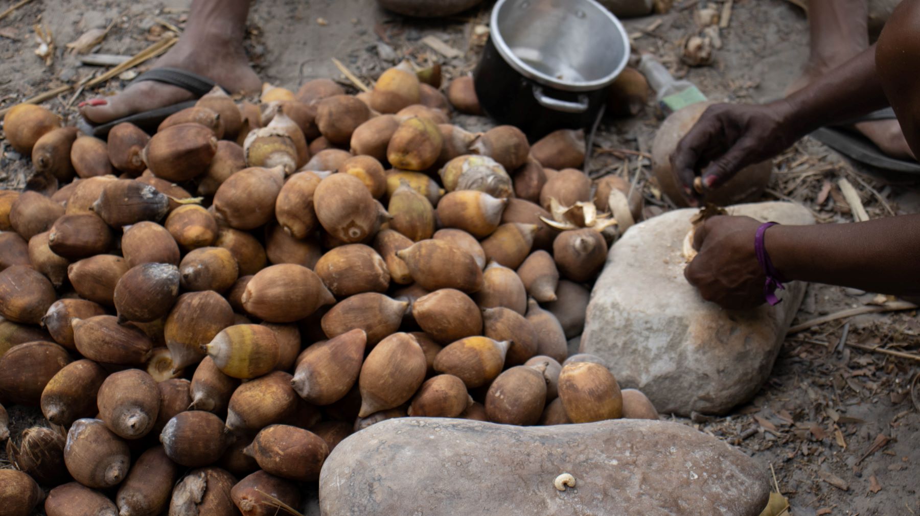 Baunilha do Cerrado, fruto nativo da terra: quilombolas comercializam produtos online (Foto: Inglid Martins)