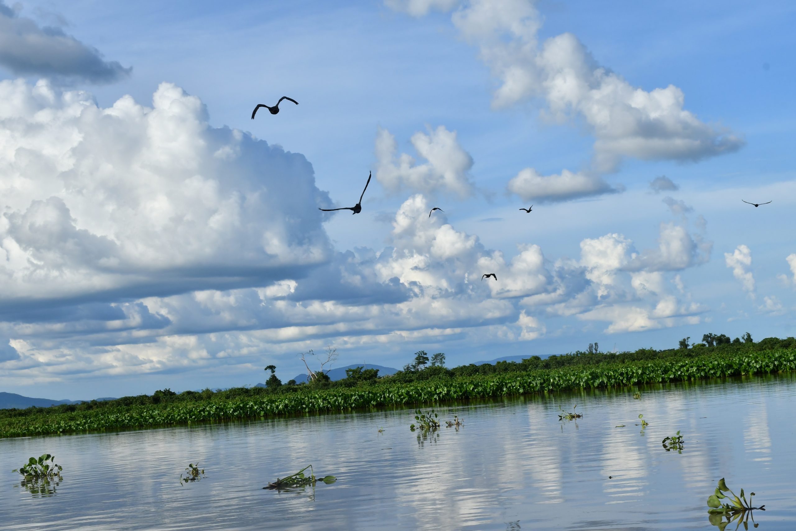 Foto João Paulo Guimarães A exuberante beleza do Pantanal, agora mais protegida pela trabalho de José Aparecido. Foto João Paulo Guimarães
