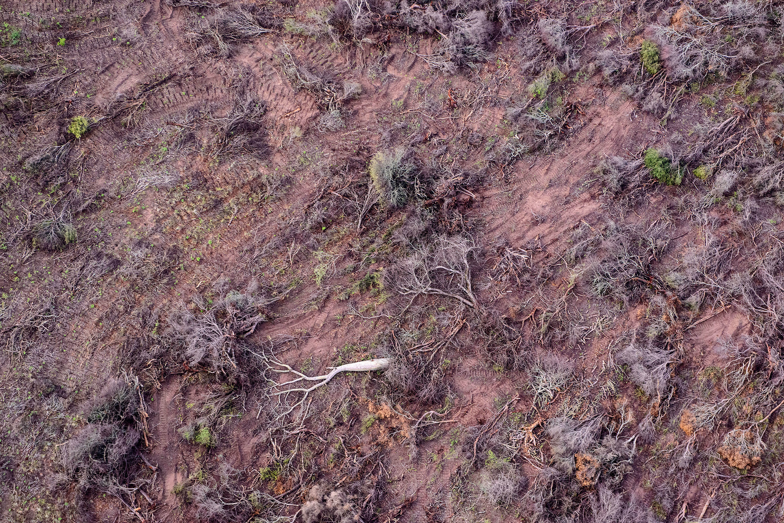 Área desmatada para cultivo de soja e gado no Gran Chaco, na província argentina de Formosa. Caso o TPI reconheça o ecocídio, seria possível julgar indivíduos por delitos de destruição ambiental, como o desmatamento. Foto Martin Katz / Greenpeace