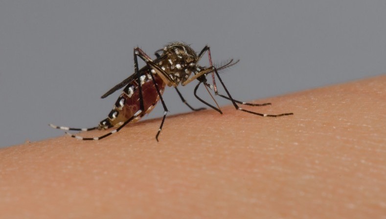 O mosquito Aedes aegypti, transmissor da dengue e também de febre amarela, zika e chikungunya: proliferação facilitada pelas mudanças climáticas e o fenômeno El Niño (Foto: Rodrigo Mexas e Raquel Portugal / Acervo Fiocruz Imagens)