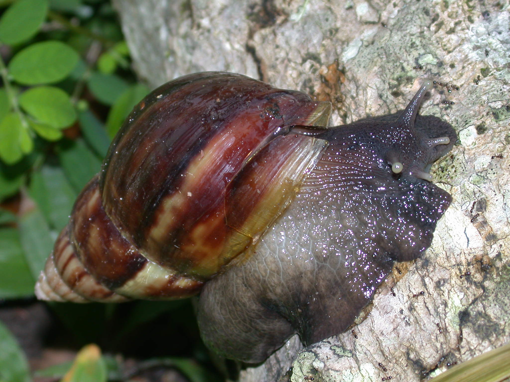 Das mais de 500 Espécies Exóticas Invasoras no Brasil, 208 são plantas e algas e 268 são animais de diversas espécies, entre eles o caracol-gigante-africano. Foto Rafael D. Zenni