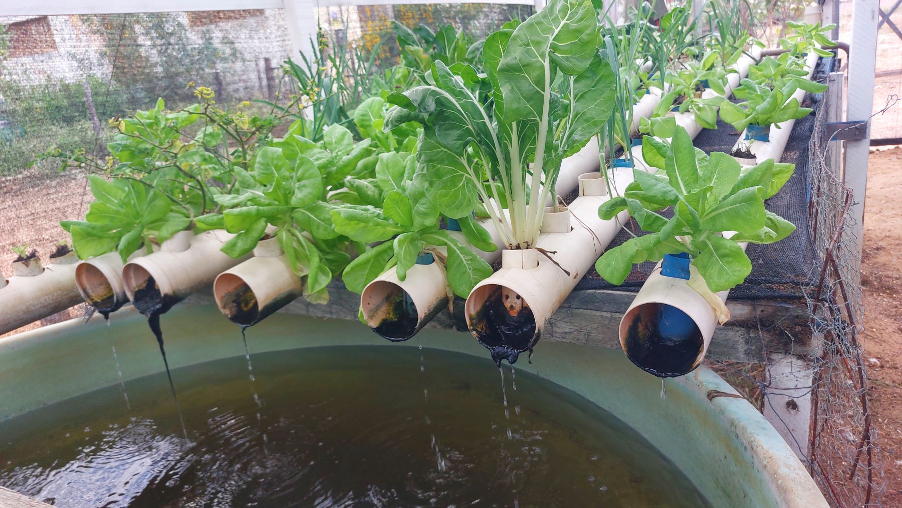 Escoamento de água para criação de peixe no modelo-piloto agrofotovoltaico de Ibimirim: sistema para favorecer a produção de alimentos e a distribuição de renda (Foto: Guilherme dos Santos / Coletivo Caburé)