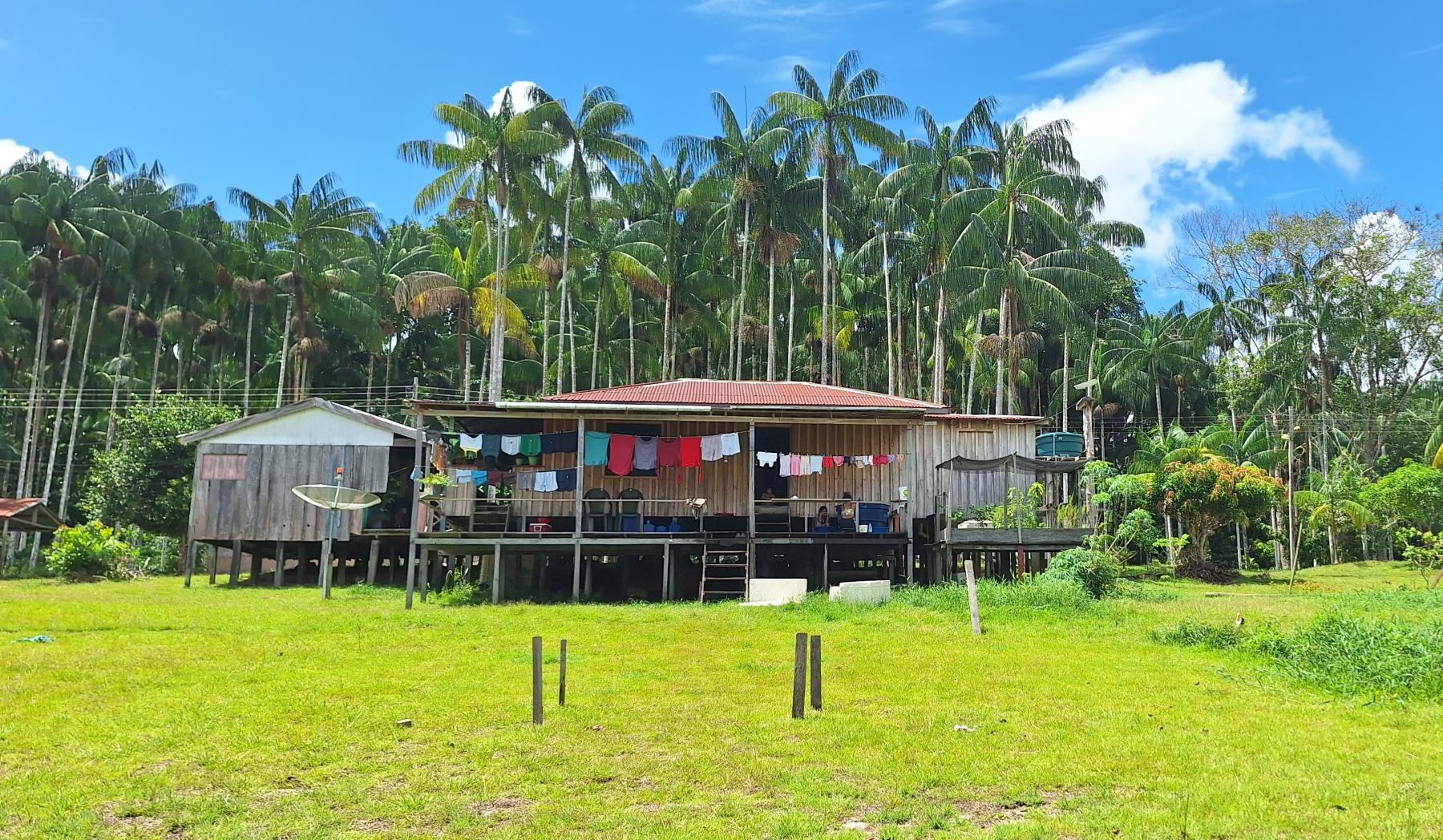 Sítio na comunidade ribeirinha Boa Esperança com plantação de açaí: história dos frutos se misturam com história das amazônias (Foto: Paulo Araújo)
