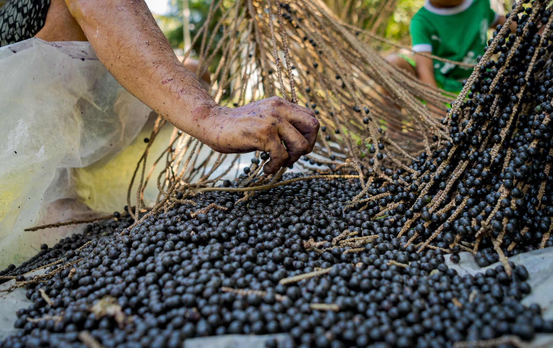 Colheita do Açaí na comunidade ribeirinha Boa Esperança: frutos e história na Amazônia (Foto: Miguel Monteiro)