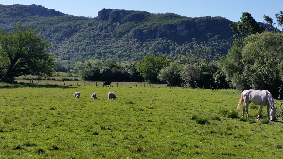 A integração entre pecuária e floresta é outro exemplo de conciliação de sucesso entre o agronegócio e a preservação da biodiversidade. Foto Carlos Nabinger