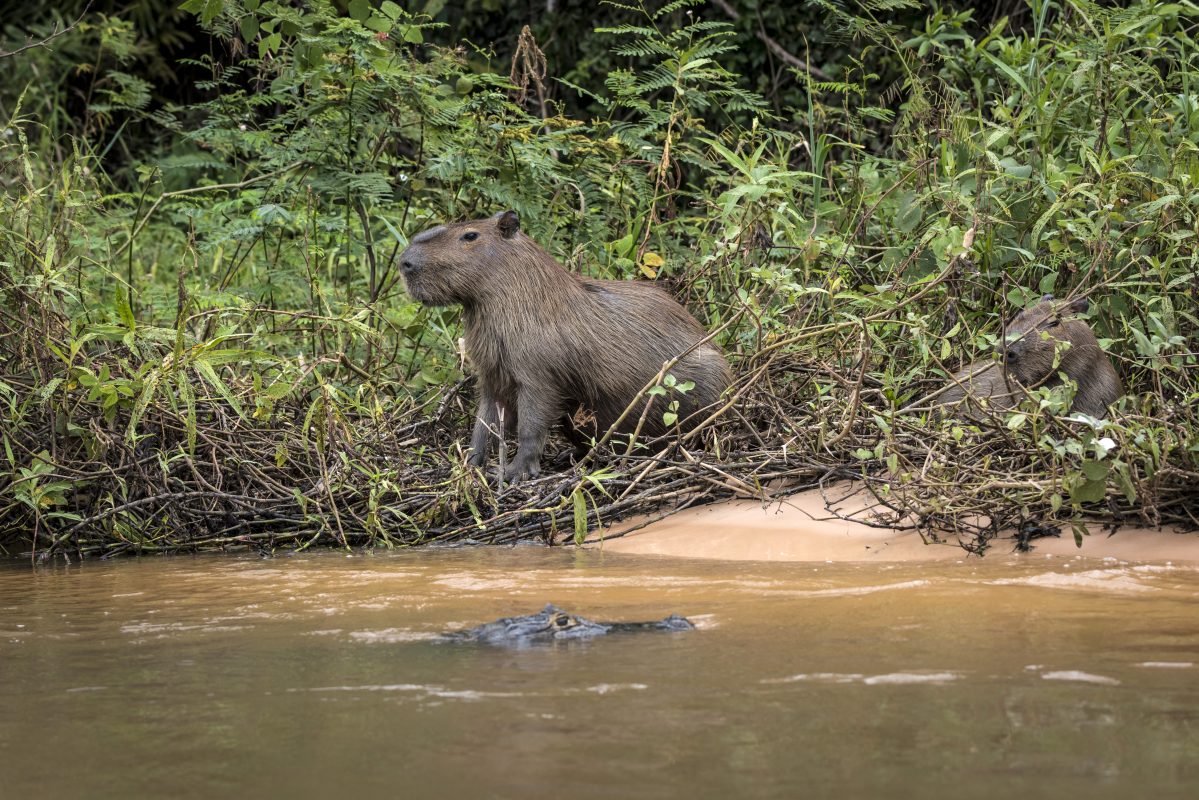 Foto André Dib/ WWF-Brasil Crise hídrica ameaça a fauna, os estoques pesqueiros e a produção agrícola. Foto André Dib/WWF-Brasil