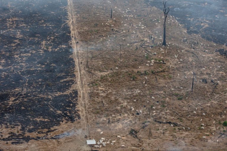 Floresta derrubada na Amazônia: área de alertas de desmatamento em 2024 na Amazônia Legal foi a menor já medida pelo sistema Deter-B, do Inpe (Foto: Marizilda Cruppe / Greenpeace - 01/08/2024)