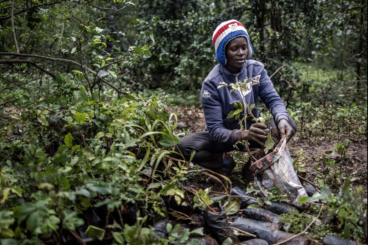 Foto Luis Tato/AFP Mulher colhe mudas de árvores para plantá-las em uma floresta urbana de Naírobi, no 13 de novembro, dia do feriado nacional de plantação de árvores. Foto Luis Tato/AFP