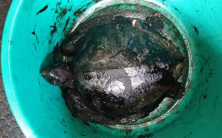 Tartaruga coberta de óleo resgatada em praia do Nordeste: COP16 pode ser oportunidade para tratar em conjunto crises da biodiversidade e do clima (Foto: Aquasis - 23/10/2019)