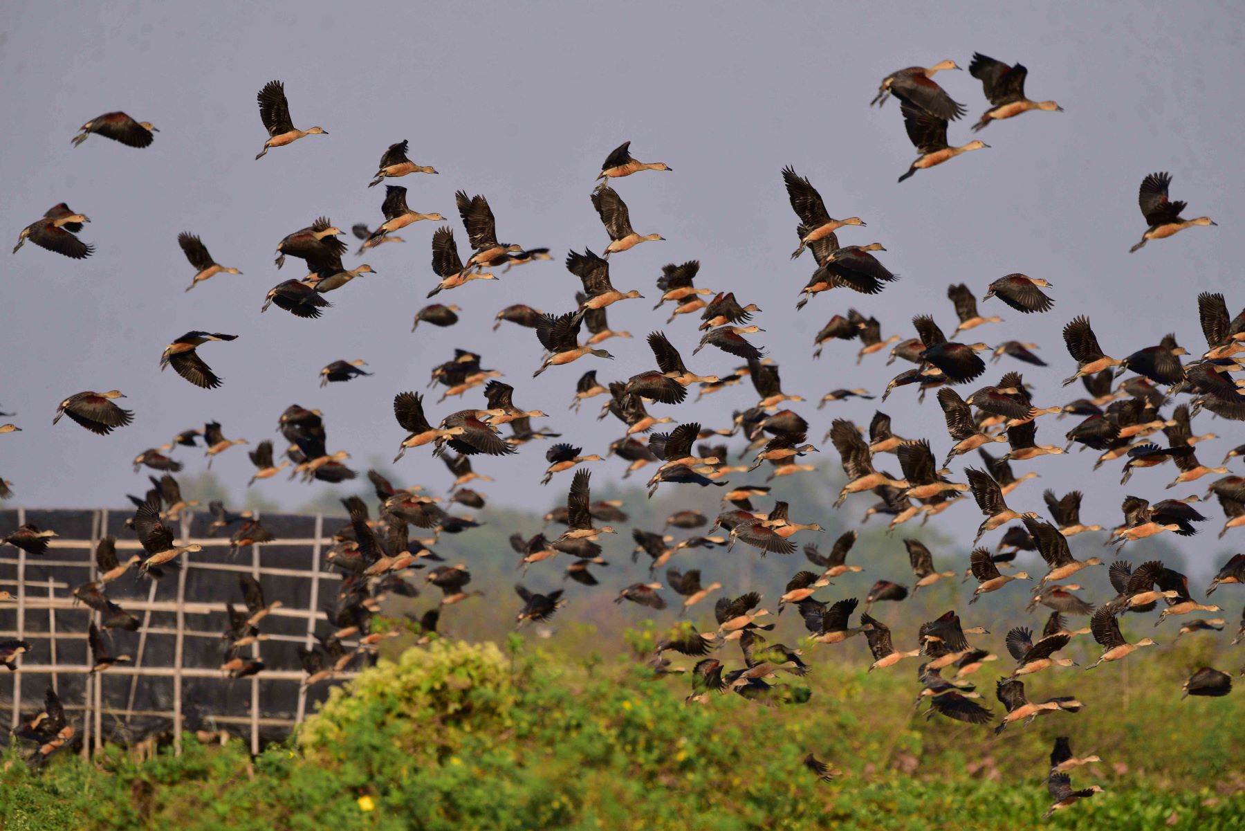 Pássaros migratórios em voo na Índia: relatório aponta que 44% das espécies migratórias estão em declínio; 22% com risco de extinção (Foto: Anuwar Hazarika / NurPhoto / AFP -29/12/2023)