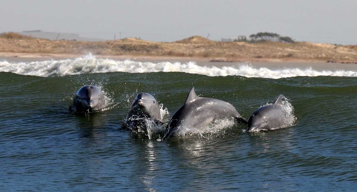 Botos-de-Lahille na Lagoa dos Patos, no Rio Grande do Sul: subespécie de boto encontrada na costa, baías e lagoas no Sul do Brasil, no Uruguai e na Argentina foi incluída na lista de espécies que precisam de proteção internacional (Foto: Projeto Botos da Lagoa dos Patos)