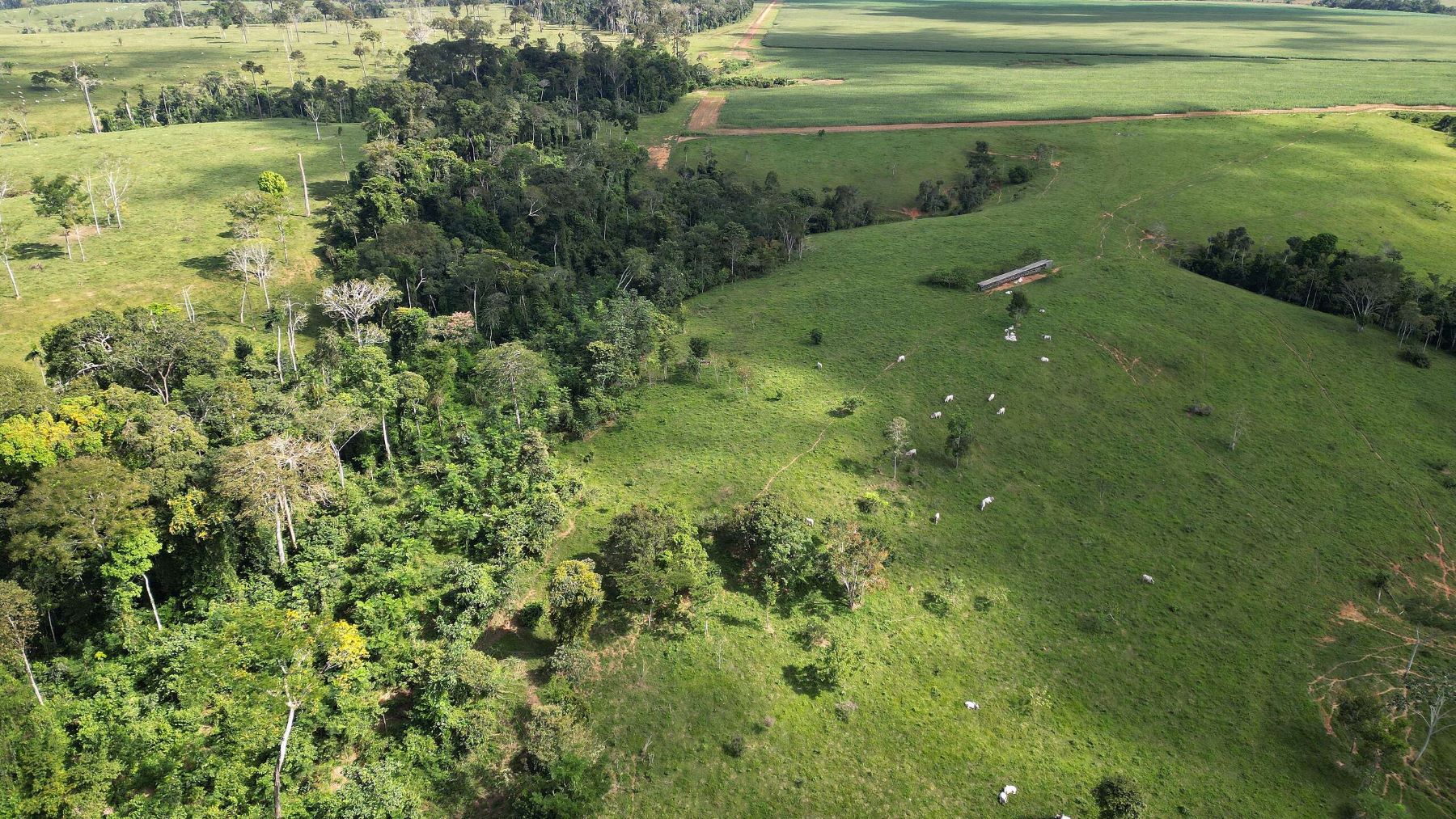 Fazenda Arizona, no Acre: crédito concedido para área com sobreposição à florestapública e sem autorização para desmatamento (Foto: Nilmar Lage / Greenpeace)